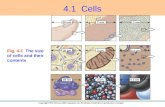 Anat Cells