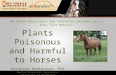 Poisonous Plants (Martinson)