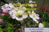 Polenizarea plantatiilor pomicole