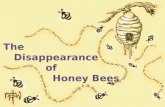 Disappearance of Honey Bees!