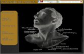 Presentacion Anatomia Del Cuello