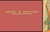 Heart & muscle parasites (41)