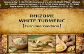 White Turmeric