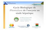 Cycle biologique de Plasmodium: de l'oocyste au stade hépatique