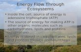 02 Energy Flow through Ecosystems