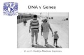 Dna y genes