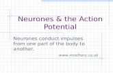 05d neurones & the action potential