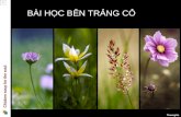 091115 Bai Hoc Ben Trang Co