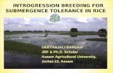 Introgression breeding for rice submergence tolerance_geetanjali