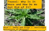 Teasel: Why is it Here and How Do We Get Rid