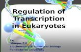Transcription Regulation in Eukaryotes