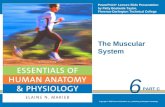 CVA A&P - Chapter 6c: Muscle Movements and Major Muscles