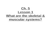 4th Grade-Ch. 5 Lesson 1 What are the Skeletal and Muscular Systems