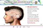 Brain parts near pod session
