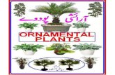 Ornamental plant urdu