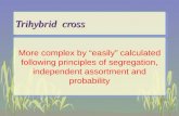 Genetic trihybrid cross