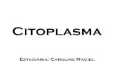 Citoplasma - Organelas