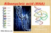 structure types and function of RNA