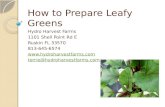 How to prepare leafy greens for cooking. salads and more