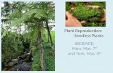 Plant reproduction seedless plants