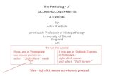 Patologia de glomerulonefrites