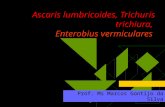 Ascaris Lumbricoides, Trichuris, Enterobios