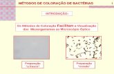 Métodos de Coloração de Bactérias