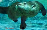 River otter by hanna