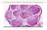 Nervous Tissue - Prac. Histology