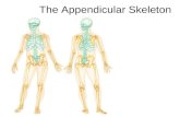 Lecture 8    appendicular skeleton