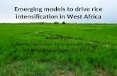 Th5_Emerging models to drive rice intensification in West Africa