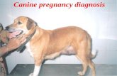 canine pregnancy diagnosis