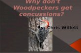 Why don't woodpeckers get concussions
