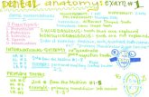 Dental Anatomy Exam 1 Notes