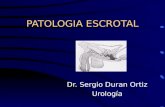 PATOLOGIA ESCROTAL Dr. Sergio Duran Ortiz Urología.