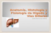 Anatomía, Histología y Fisiología de Hígado y Vías Biliares Julia De la Luz R3CG.