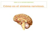 TEMA 13. EL SISTEMA NERVIOSO. Cómo es el sistema nervioso
