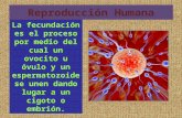 Reproducción Humana La fecundación es el proceso por medio del cual un ovocito u óvulo y un espermatozoide se unen dando lugar a un cigoto o embrión.