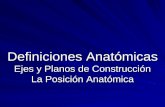 Definiciones Anatómicas Ejes y Planos de Construcción La Posición Anatómica.