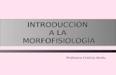 Profesora Cristina Abréu INTRODUCCIÓN A LA MORFOFISIOLOGÍA