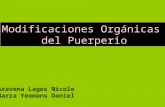 Modificaciones Orgánicas del Puerperio Aravena Lagos Nicole Barra Yeomans Daniel.