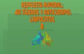 Sustancias que es reconocida en la respuesta inmunitaria Antígeno Antígenos que deben ser presentados a los linfocitos T y B para la producción de anticuerpos.