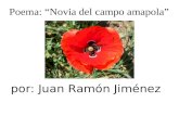 Por: Juan Ram³n Jim©nez Poema: Novia del campo amapola