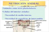 NUTRICIÓN ANIMAL Animales como seres pluricelulares. Células del interior aisladas: Necesidad de medio interno. Necesidad de superficies de intercambio.