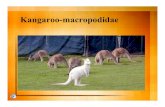 5 L Kangaroo