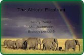 The african elephant jenny period 6