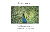 Peacock, Katia Ambrocio 2nd  period