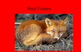 Red foxes miranda