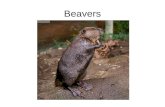 Beavers conradschool