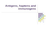 Antigens, hapteins, immunogens lectures 10.1.06